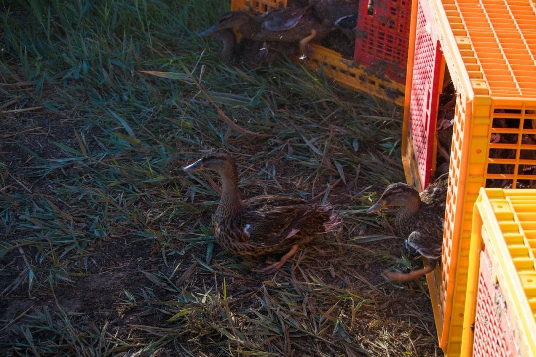 Ещё 1300 особей утки-кряквы выпущено в естественную среду обитания
